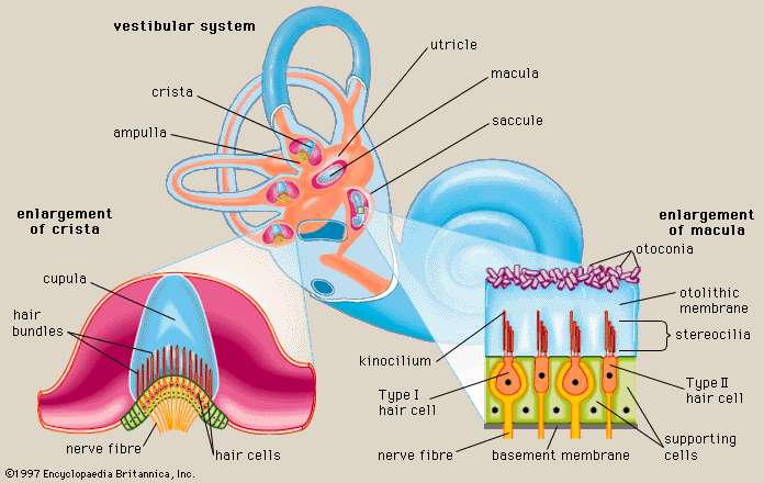 Vestibular organs: https://www.britannica.com/science/utricle